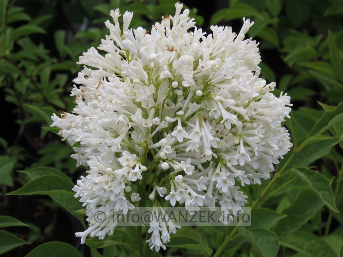 Syringa prestoniae Agnes Smith 001.JPG